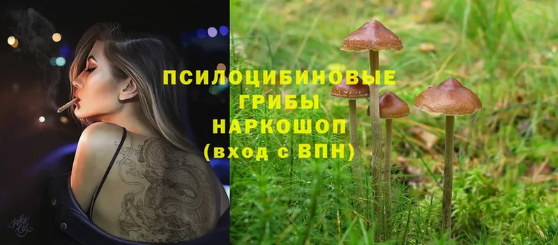 Галлюциногенные грибы Psilocybe  hydra ссылка  Ростов  купить закладку 